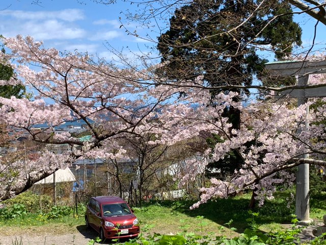 函館八幡宮（桜）